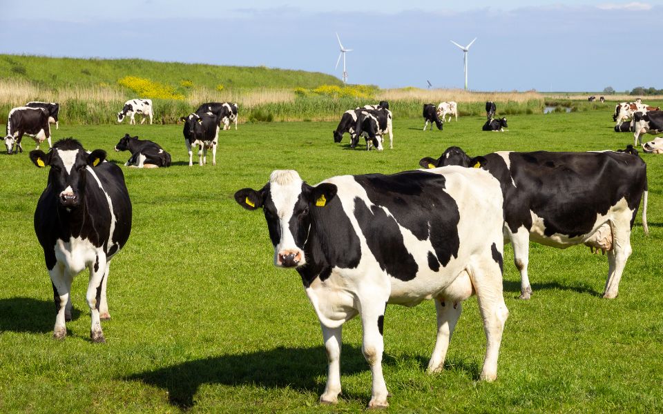 cow famring